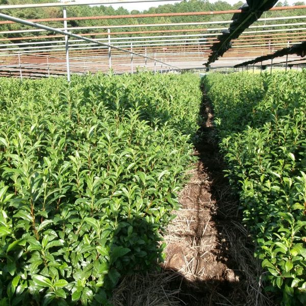 1570F837-DA7A-419F-B8DB-AAE9B0FCA707